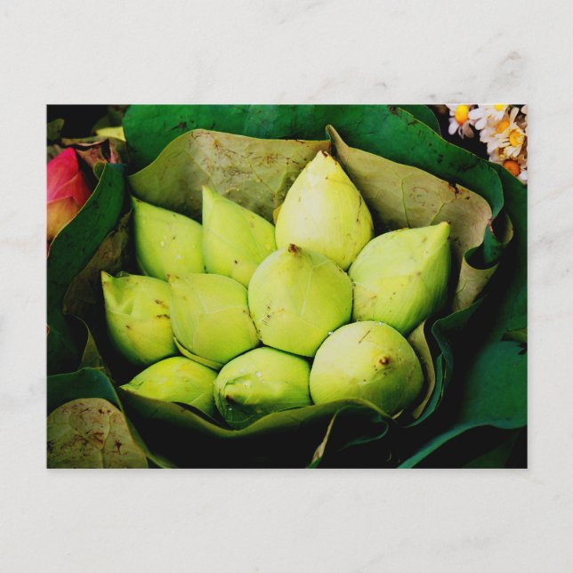 Lotus buds postkarte (Vorderseite)