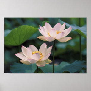 Lotus flower in blossom, China Poster