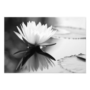 Lotus-Fotodruck Fotodruck