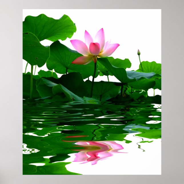 Lotus grünes Wasser Zen Ruhe herrlich Poster (Vorne)