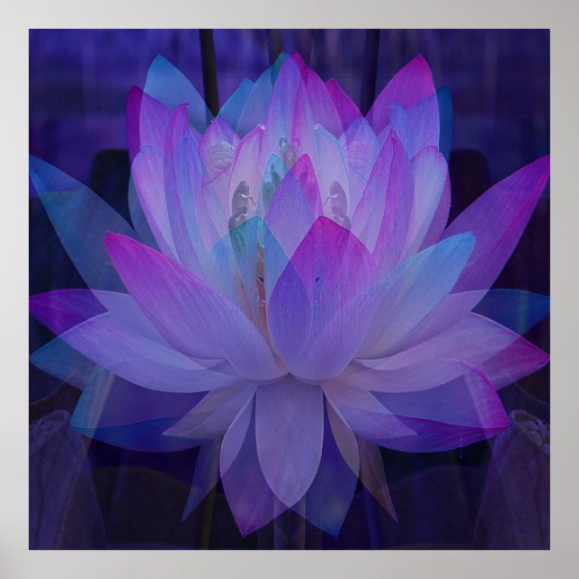 Lotus in Blau... Poster (Vorne)