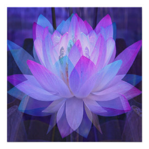 Lotus in Blau... Poster