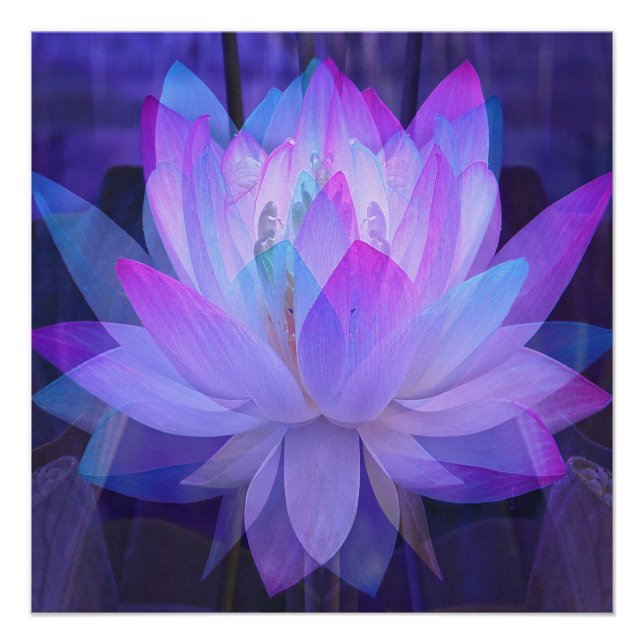 Lotus in Blau... Poster (Vorderseite)