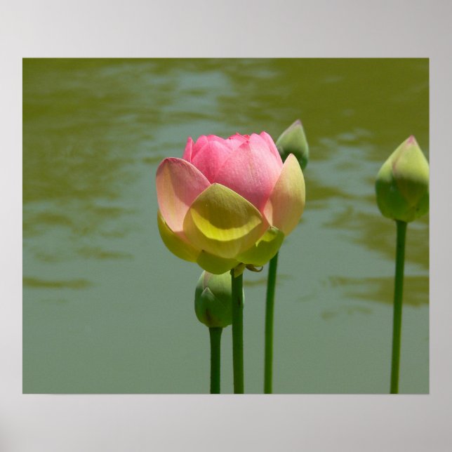 Lotus in Bloom Poster (Vorne)