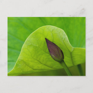 Lotus Leaf und Bud   North Carolina Postkarte