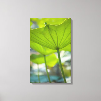 Lotus Leinwanddruck