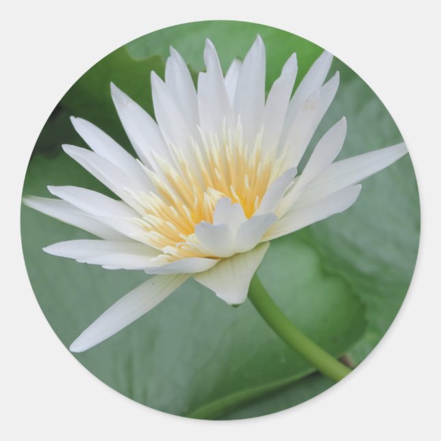 Lotus, Namaste, Meditation, Zen, Geschäfte, Pflanz Runder Aufkleber (Vorderseite)