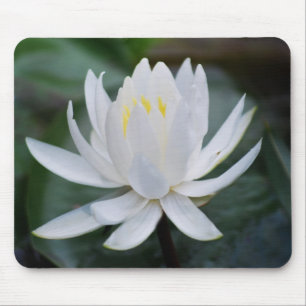 Lotus oder Wasserlilie und Bedeutung Mousepad