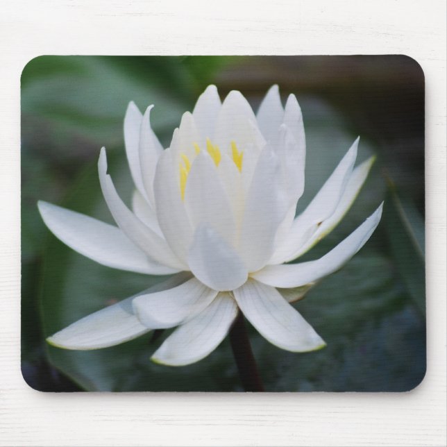 Lotus oder Wasserlilie und Bedeutung Mousepad (Vorne)