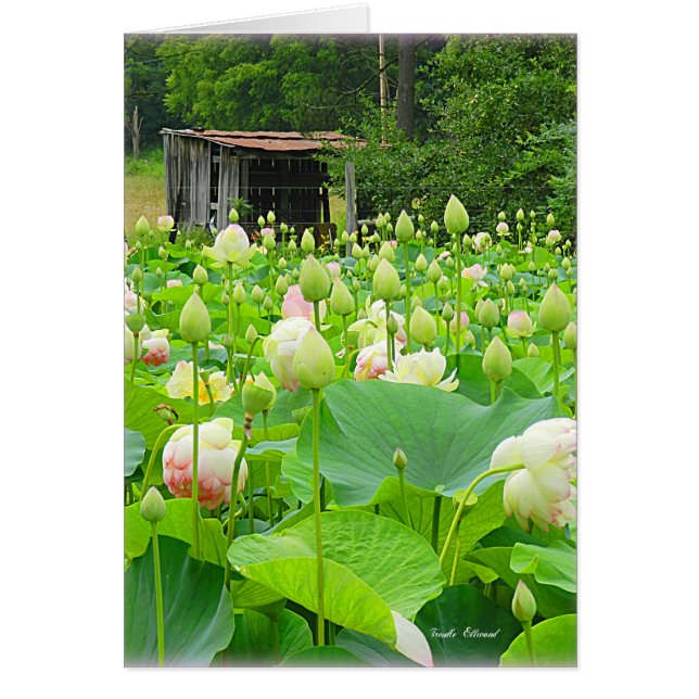 Lotus Pond voller blühender Blume (Vorne)