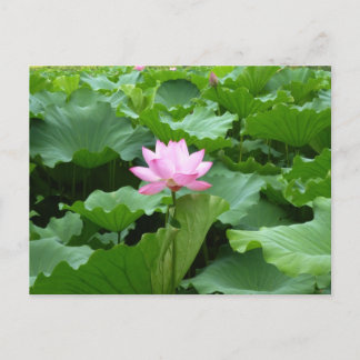 Lotus Post Card Postkarte