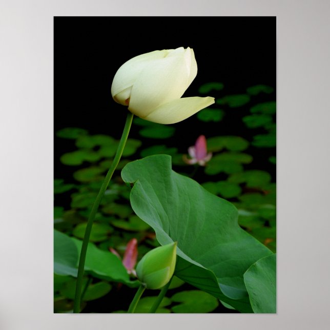 Lotus Poster (Vorne)