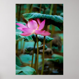 ...Lotus Poster