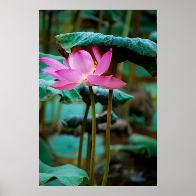 ...Lotus Poster (Vorne)