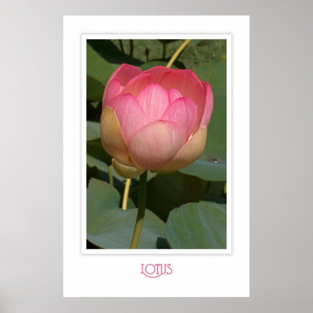 Lotus Poster (Vorne)