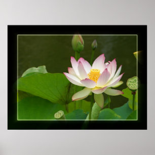 Lotus Poster