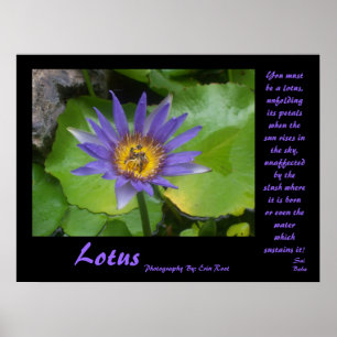 Lotus Poster mit Zitaten von Sai Baba