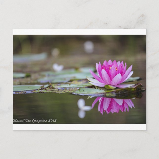 Lotus Postkarte (Vorderseite)