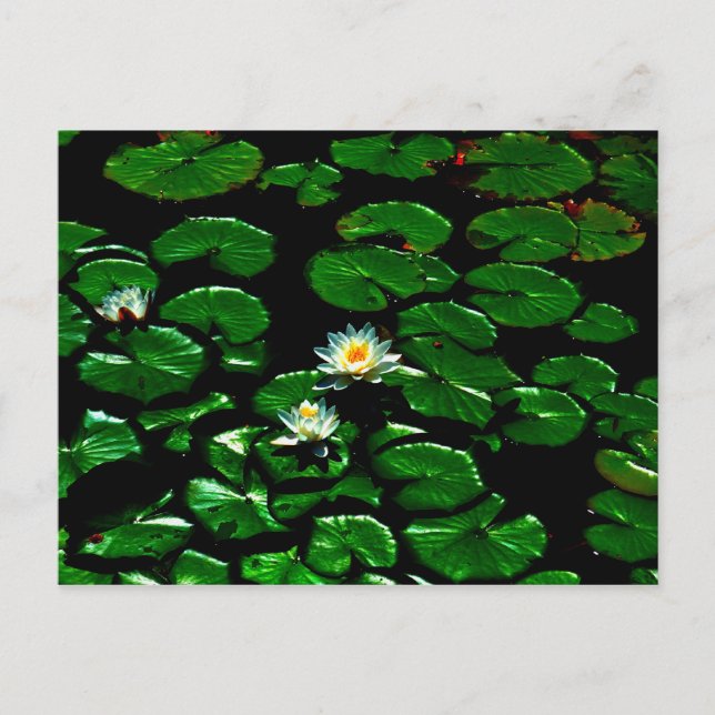 Lotus Postkarte (Vorderseite)