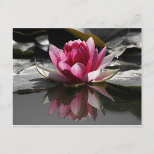 Lotus Postkarte