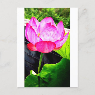 Lotus Postkarte