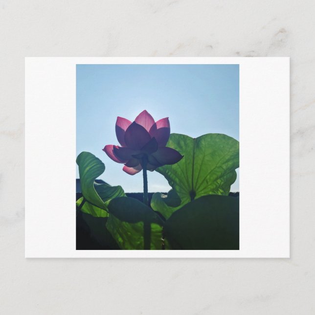 Lotus Postkarte (Vorderseite)