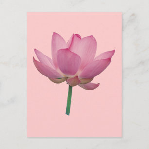 Lotus Postkarte