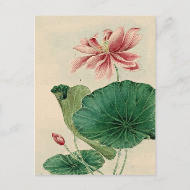 Lotus Postkarte (Vorderseite)