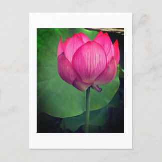 Lotus Postkarte