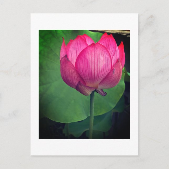 Lotus Postkarte (Vorderseite)
