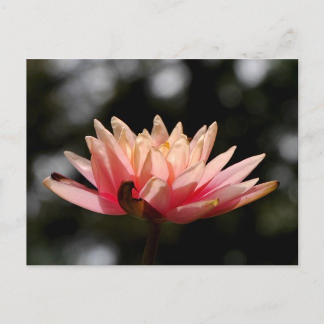 Lotus Postkarte (Vorderseite)