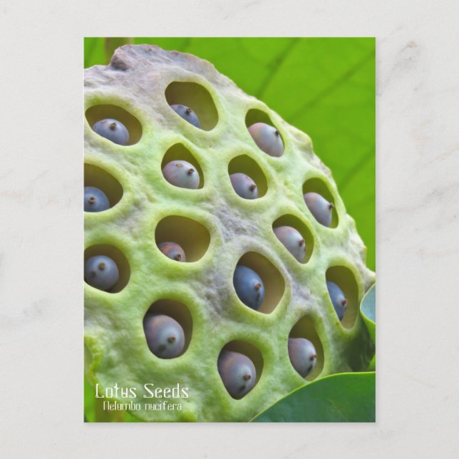 Lotus Seeds: Nelumbo nucifera ポ [Postkarte] ス ト ド Postkarte (Vorderseite)