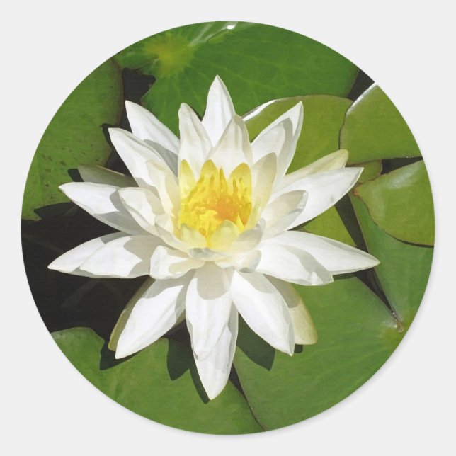 Lotus Sticker