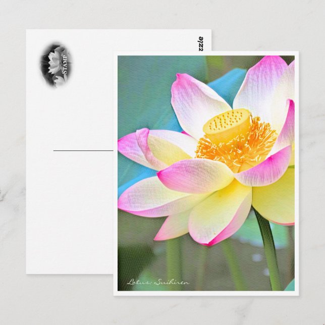 Lotus "Suihiren" Postkarte (Vorne/Hinten)
