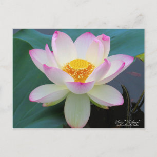 Lotus "Suihiren":Postkarte Postkarte