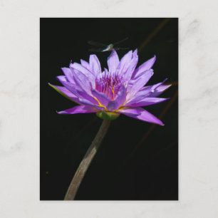 Lotus und Dragonfly Postkarte
