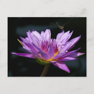 Lotus und Dragonfly Postkarte