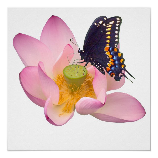 Lotus und Schmetterling Poster (Vorderseite)