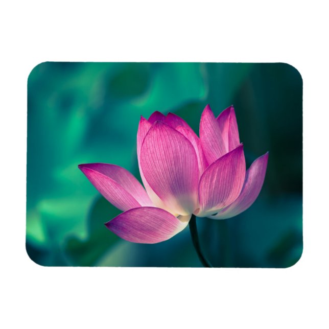 Lotus Water Lily Blume Magnet (Horizontal)
