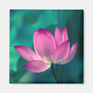 Lotus Water Lily Blume Magnet
