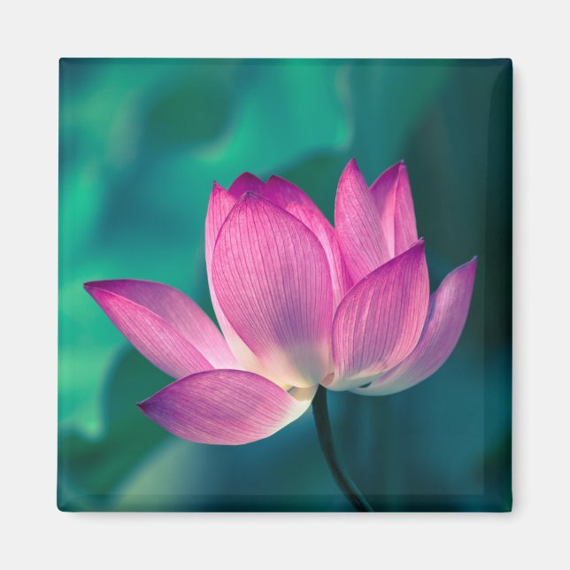 Lotus Water Lily Blume Magnet (Vorne)