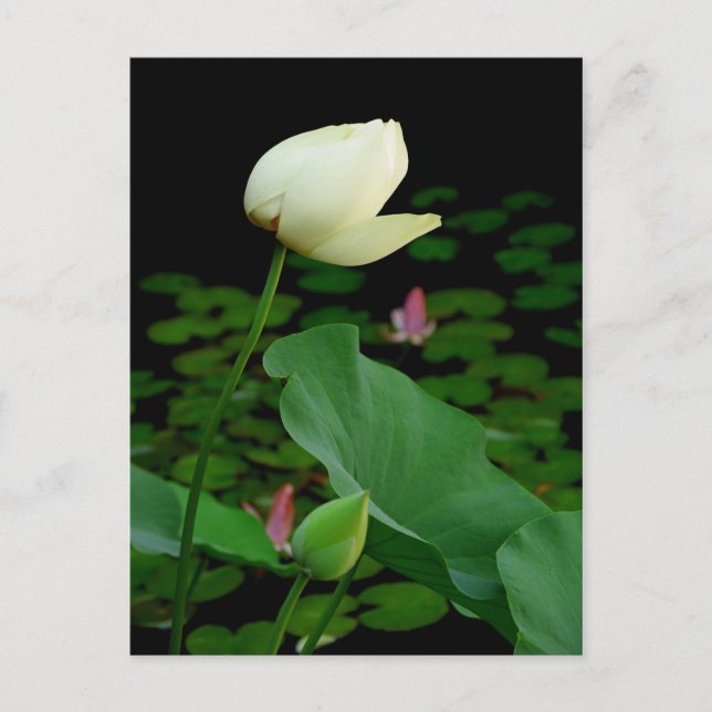 Lotus Water Lily Bud Postkarte (Vorderseite)