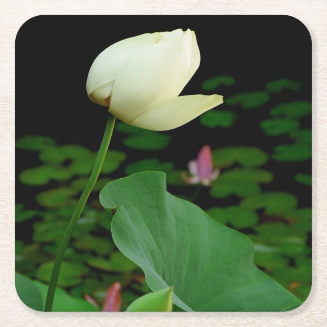Lotus Water Lily Rechteckiger Pappuntersetzer (Vorderseite)