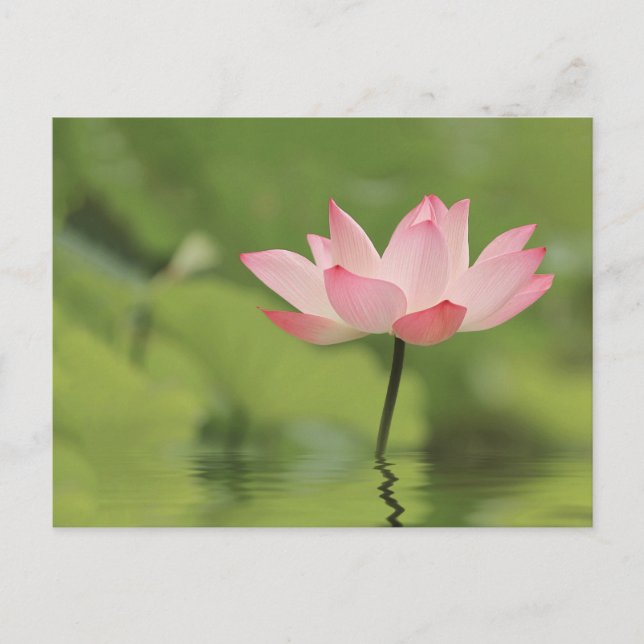 Lotus Zen Postkarte (Vorderseite)