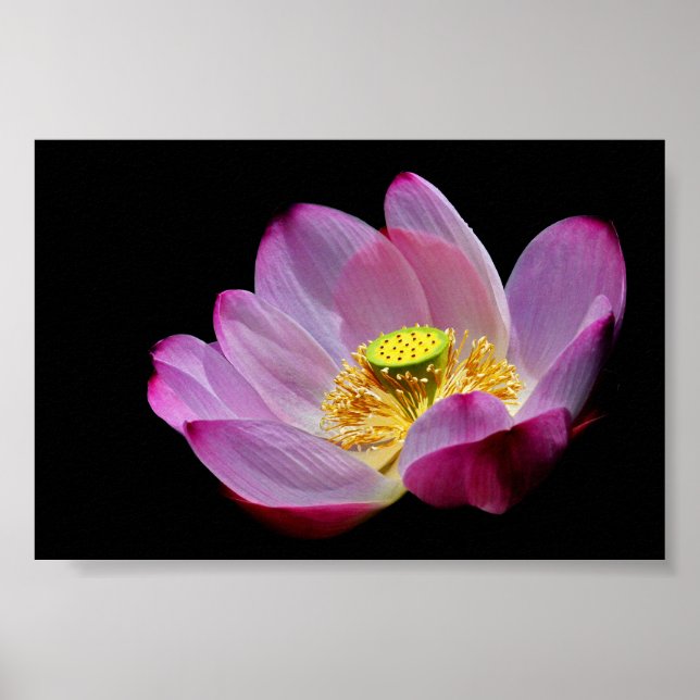 Lotusblume Poster (Vorne)