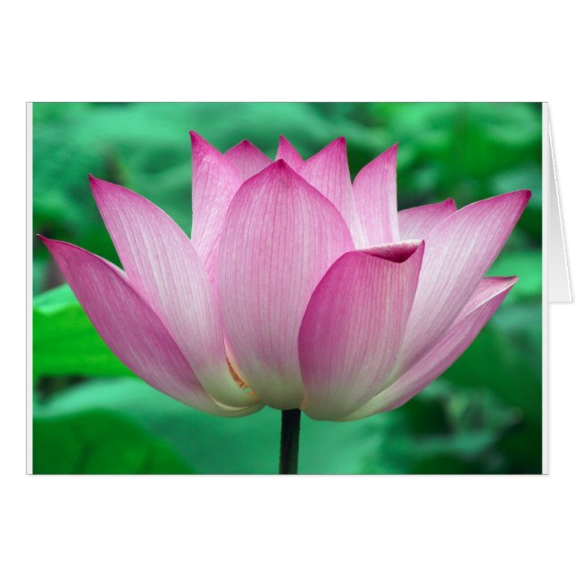 Lotusblüte (Vorderseite (Horizontal))