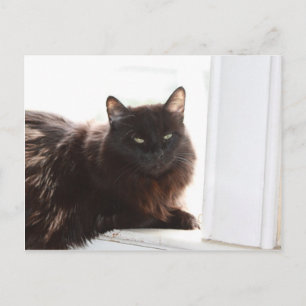 Louie Postkarte