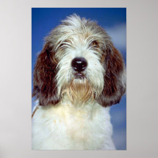 Louis,""" Petit Basset Griffon de Vendeen Poster