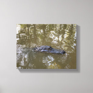 Louisiana-Alligator Leinwanddruck