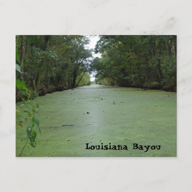 Louisiana Bayou Postkarte (Vorderseite)